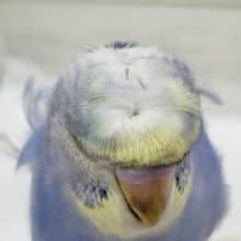 最新画像更新です。わっしょい羽衣セキセイインコパステルレインボーその2