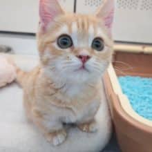 最新画像！マンチカン(レッドタビー&ホワイト)男の子♪まんまる顔に大変身！