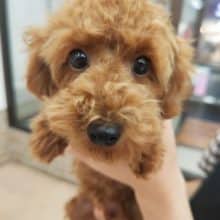 トイプードル(レッド)男の子♪きゅるるんおめめにキュン❤