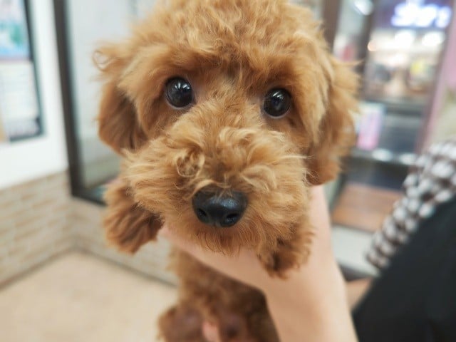 トイプードル(レッド)男の子♪きゅるるんおめめにキュン❤