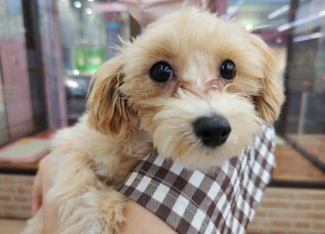 MIX犬(マルチーズ×トイプードル)女の子♪シャイなんです！