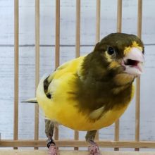 いい声でてます～ラザカナリア入荷しました