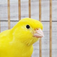 お待たせしました！レモンカナリア入荷しました～