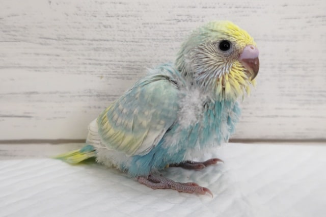 レインボーキレイですよぉ～🌈　セキセイインコ(パステルレインボー)