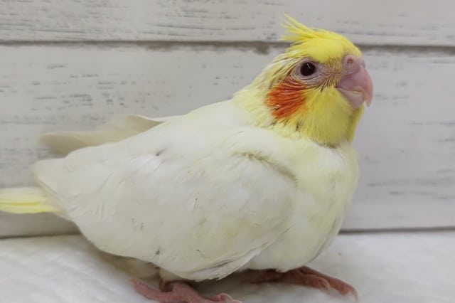 魅惑の白いフォルム～🤍　オカメインコ(ルチノー)