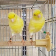 黄色い鳥さん🟡レモンカナリア♀〜❤