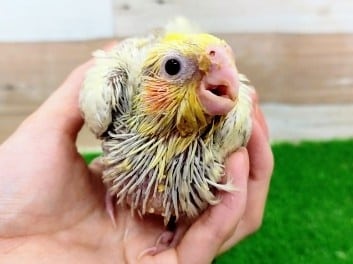 オカメインコのヒナ(シナモンパールパイド)入荷しました〜❤