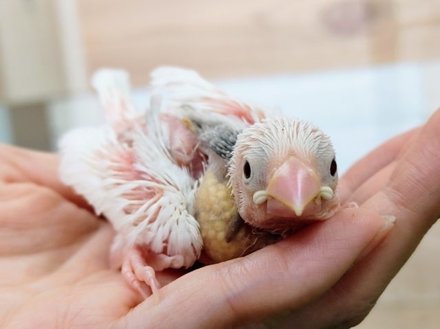 うぶうぶ❤白文鳥のヒナ入荷しました〜❤
