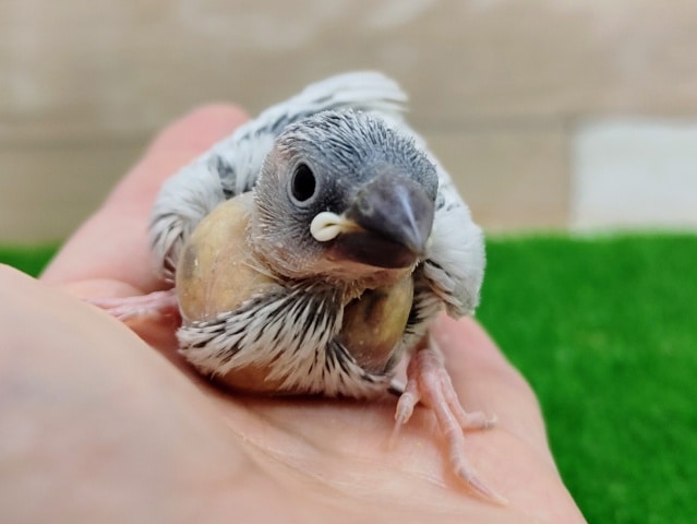 人気カラー❤シルバー文鳥のヒナ入荷しました〜❤