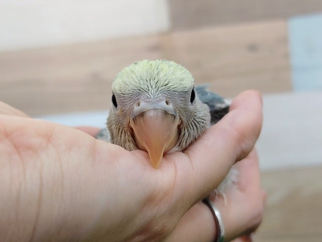 小桜インコのヒナ(ブルーオパーリン)入荷しました〜❤
