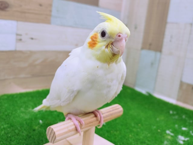 最新画像更新❤！オカメインコのルチノーがやってきましたっ！