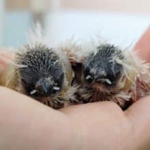 キンカチョウのヒナ(色変わり)入荷しました〜❤