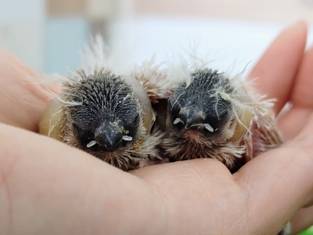 キンカチョウのヒナ(色変わり)入荷しました〜❤