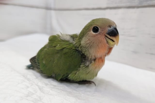 王道人気はやっぱりノーマル🌸　コザクラインコ(ノーマル)