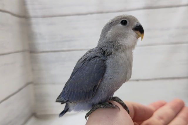 最新画像あり！　鮮やかバイオレット💜　コザクラインコ(バイオレット)