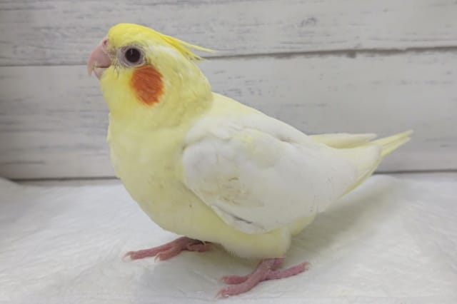 かわいい人気者～👑　オカメインコ(ルチノー)