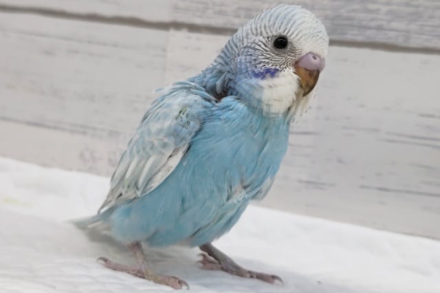 カラーはまるで青空🌤️　セキセイインコ(スパングル)