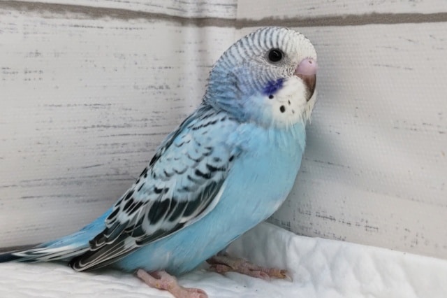 青と黒の組み合わせがグッド💙　セキセイインコ(オパーリン)