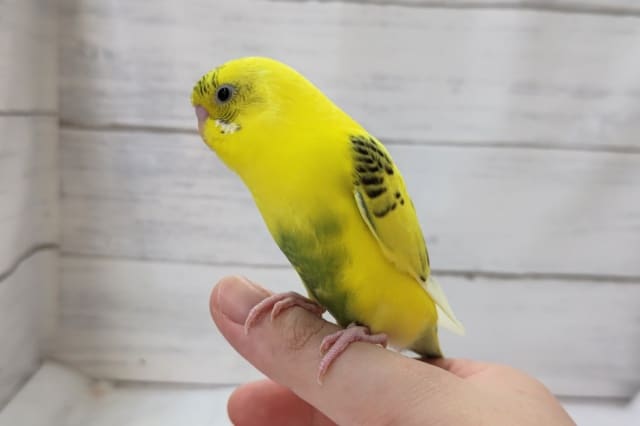 最新画像あり！　まるでトラさんみたい!?🐯　セキセイインコ(ハルクイン)