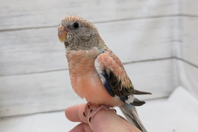 最新画像あり! キレイなピンクが特徴的~💞 アキクサインコ(ローズ) 最新画像あり! キレイなピンクが特徴的~💞 アキクサインコ(ローズ)
