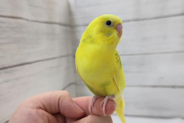 最新画像あり！　イエローに映えるグリーン🍀　セキセイインコ(スパングルパイド)