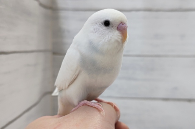 最新画像あり！　美しいホワイト～🤍　セキセイインコ(ダブルファクター)