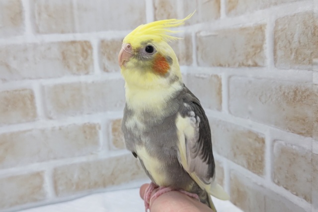 黒い模様多め～🖤　オカメインコ(パイド)