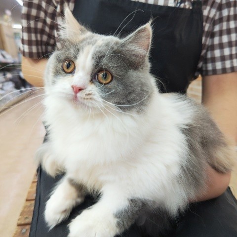 最新画像！スコティッシュフォールド(ブルーパッチドタビー&ホワイト)女の子♪ふてくされ顔がなんとも可愛い❤