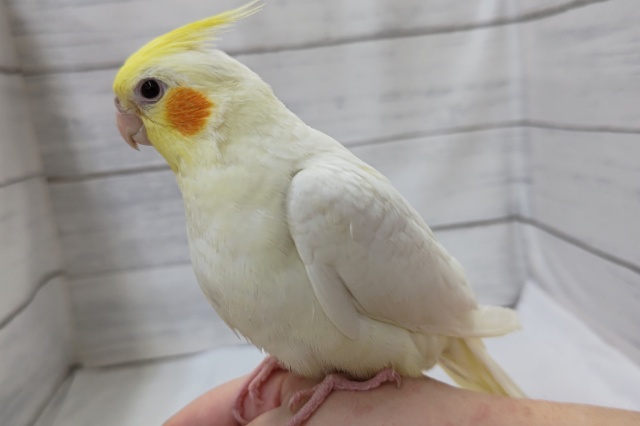 最新画像あり！　今週も来てくれました～💞　オカメインコ(ルチノー)