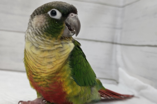 最新画像あり！　赤いお腹が特徴的〜❤️　ホオミドリウロコインコ(ワキコガネ)