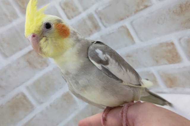 最新画像あり！　お久しぶりのシナモンさん🌟　オカメインコ(シナモンパイド)