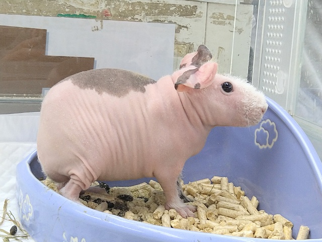 最新動画・画像あり！お顔カキカキ大好き！スキニーギニアピッグの女の子！