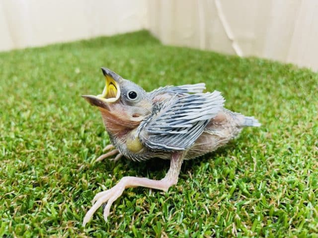 健やかに〜〜〜‼️ 大人気シルバー文鳥