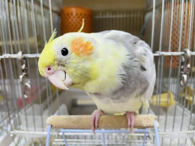 最新画像・動画になりますよ〜♪真顔がユニーク(*ﾟ▽ﾟ*) オカメインコ　パイド