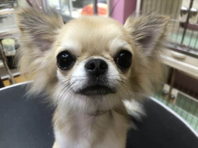 天使が舞い降りてきたよ！チワワくんきたよ！