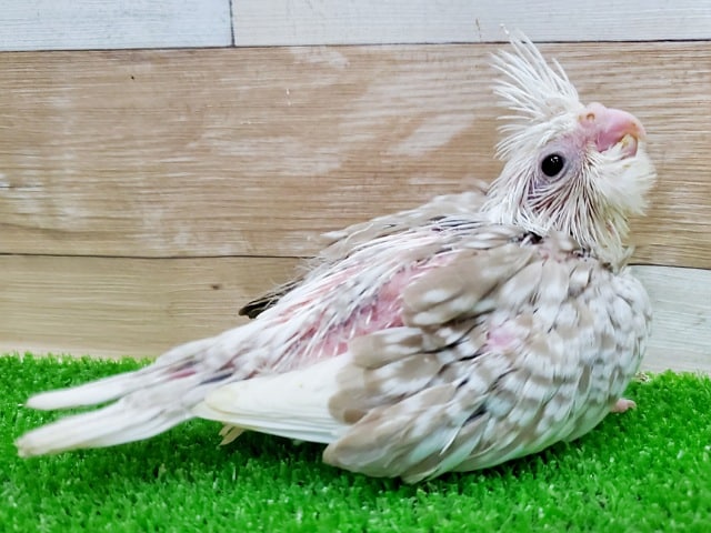 久しぶりの仲間入りっ！オカメインコホワイトフェイスシナモン！