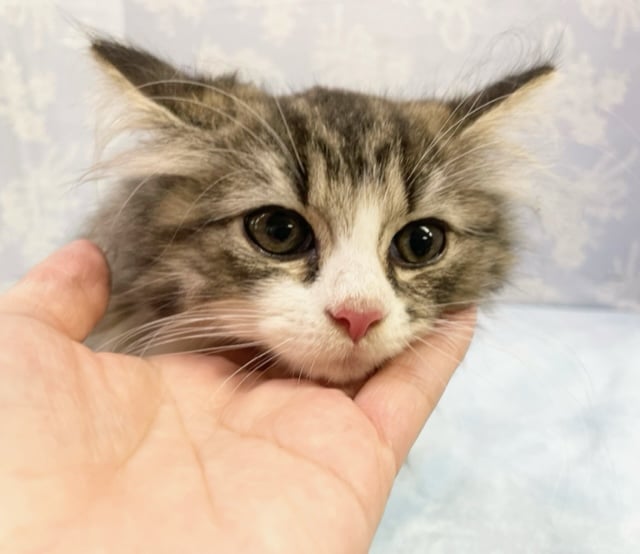 にゃんだ、この可愛さは！！　サイベリアン×チンチラ（ブラウンマッカルタビー＆ホワイト）男の子☆　2022年7月21日生まれ　入舎！