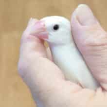 最新画像になります☆　ご飯のときは別人に！白文鳥‪☆