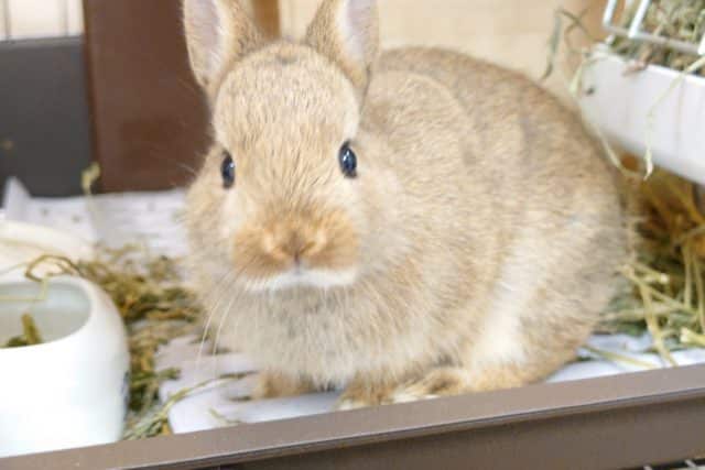 瞳ぱっちり☆　まんまるのウサギさん♫　ネザーランドドワーフ〜〜