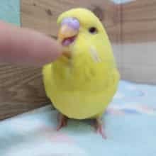 激レアカラー‼ジャンボセキセイ（レースウイング）