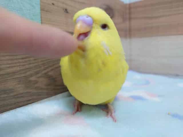 激レアカラー‼ジャンボセキセイ（レースウイング）