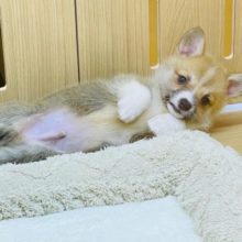 ずっしり💛子ぎつね顔のコーギーくんです💛♂