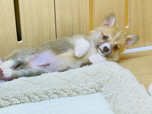 ずっしり💛子ぎつね顔のコーギーくんです💛♂