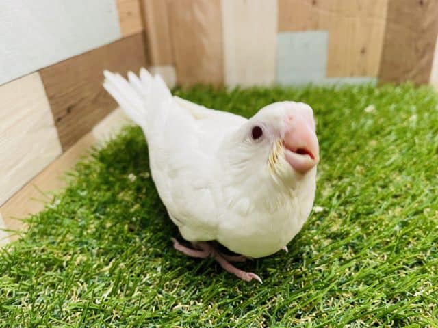 最新画像有り☆美白で赤目のヒナさんです！オカメインコのピュアホワイト！