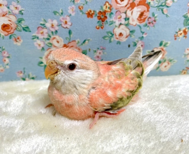 アキクサインコ ローズファロー🌹✨ 10/19