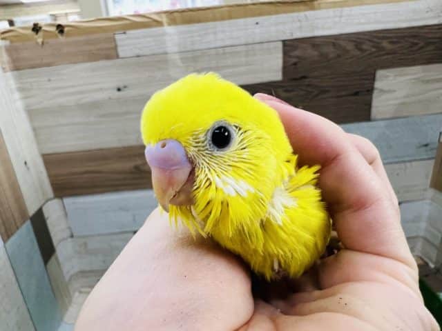 パキッと黒目なの♡ダブルファクターイエローのセキセイインコ☆