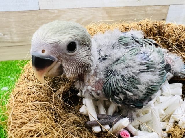 綿毛ちゃん♡小桜インコのブルーチェリー