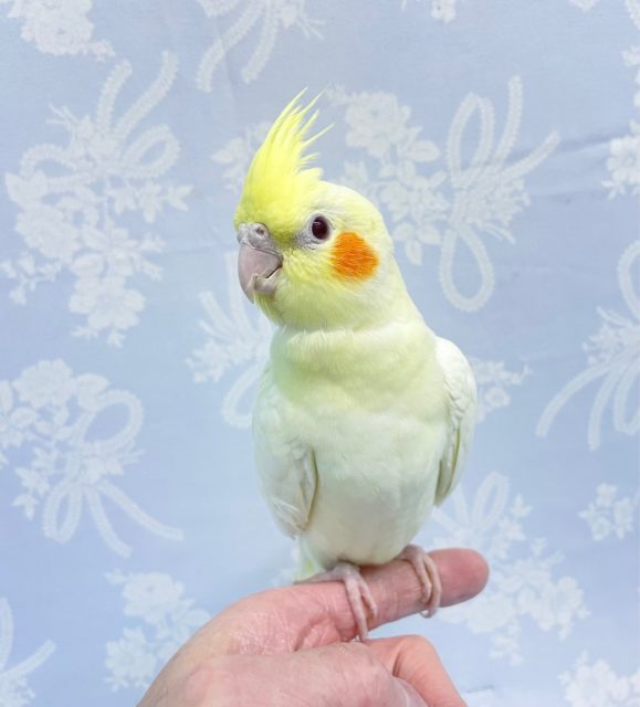 黄レイ💛オカメインコ（ルチノー）　2022年8月生まれ