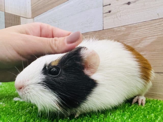 定番大人気なの〜三色イングリッシュモルモット！