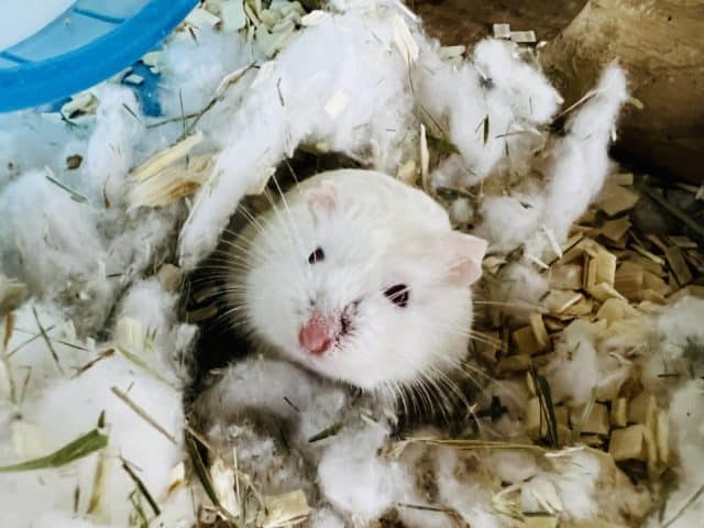 走るの大好き♡アルビノロボロフスキー！